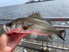 スズキの釣果