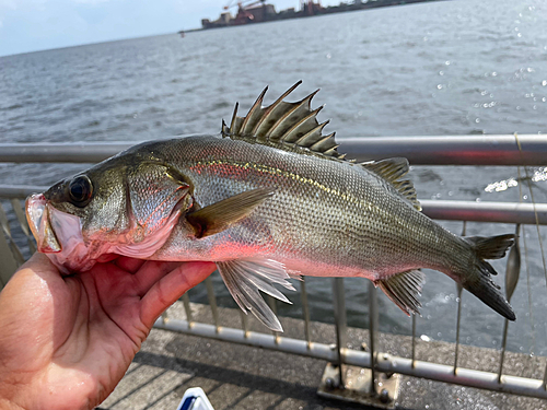 スズキの釣果