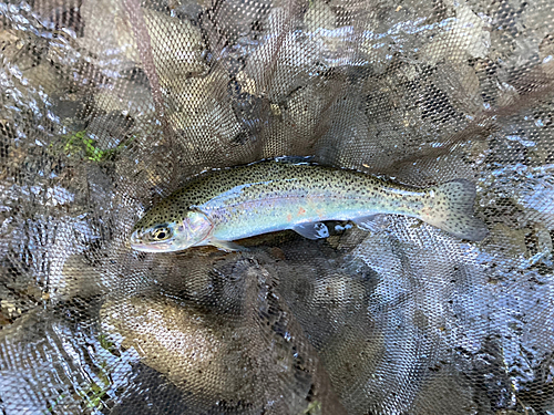 ニジマスの釣果