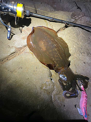 アオリイカの釣果