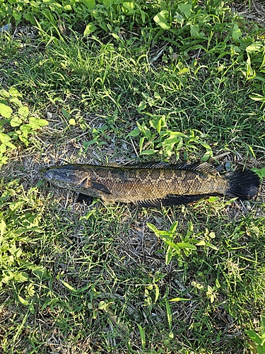 ライギョの釣果