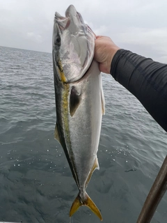 メジロの釣果