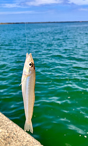 キスの釣果