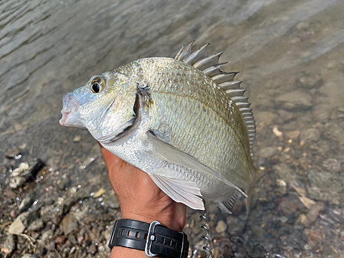 ミナミクロダイの釣果