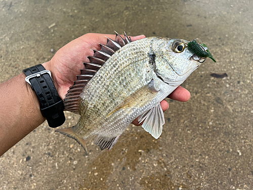 ミナミクロダイの釣果