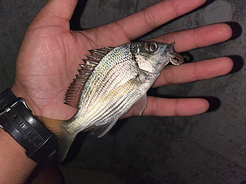 ミナミクロダイの釣果