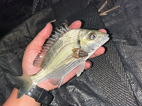 ミナミクロダイの釣果