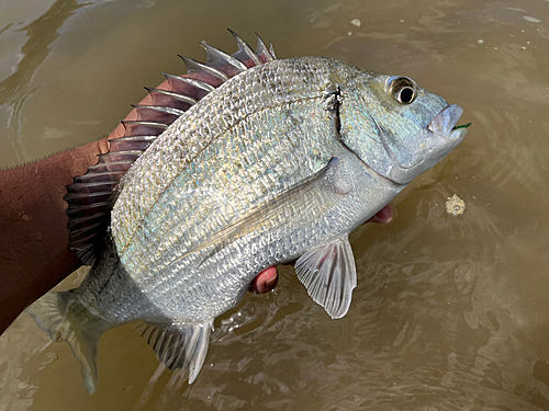 ミナミクロダイの釣果