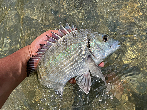 ミナミクロダイの釣果