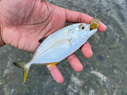 メッキの釣果