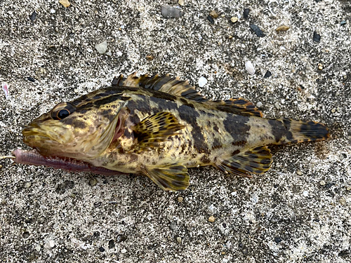 タケノコメバルの釣果