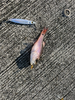 ネンブツダイの釣果