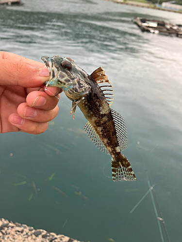 アナハゼの釣果