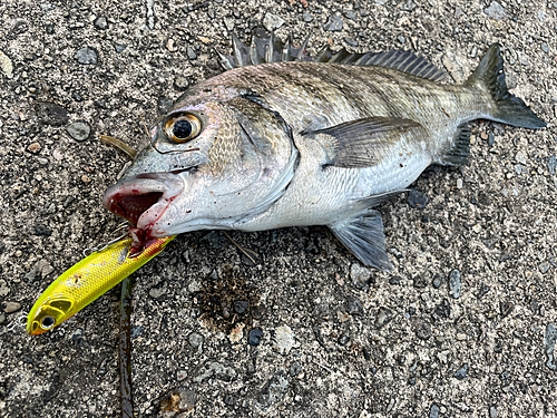 クロダイの釣果