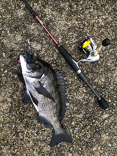 チヌの釣果