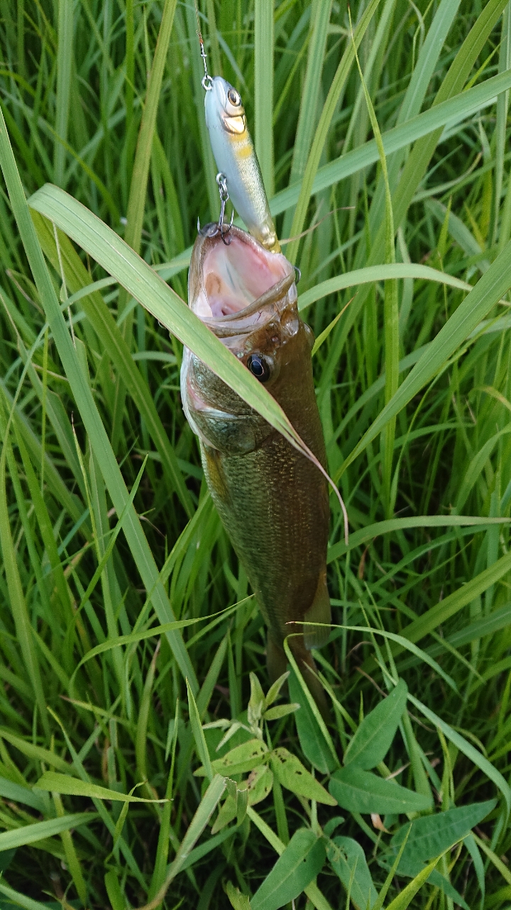 ブラックバス