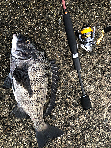 チヌの釣果