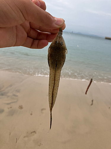 シロギスの釣果