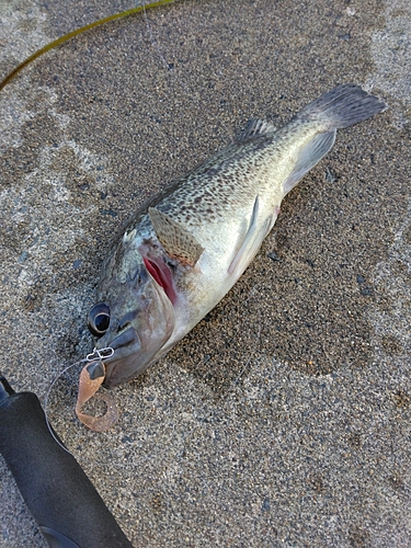 クロソイの釣果