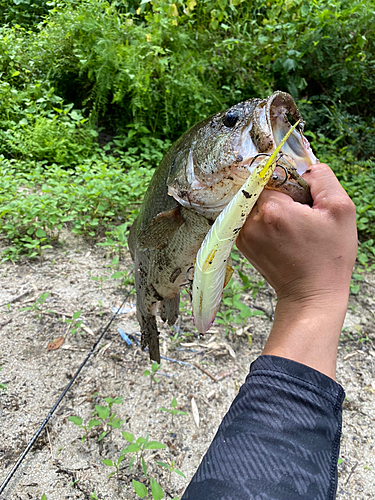 ブラックバスの釣果