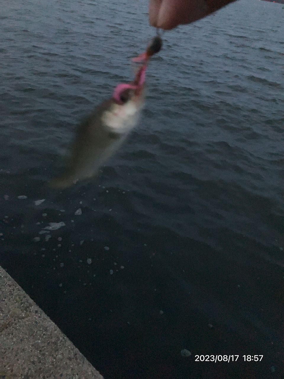 セイゴ（ヒラスズキ）