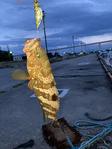 キジハタの釣果