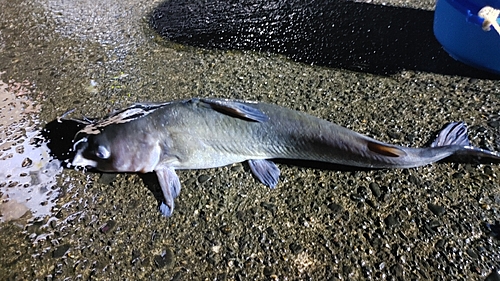 アメリカナマズの釣果