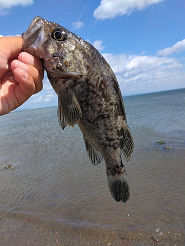 クロソイの釣果