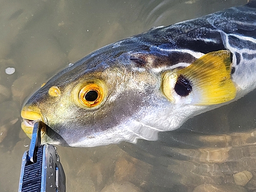 シマフグの釣果