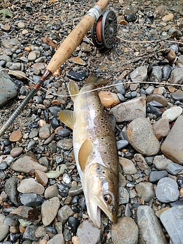 ブラウントラウトの釣果