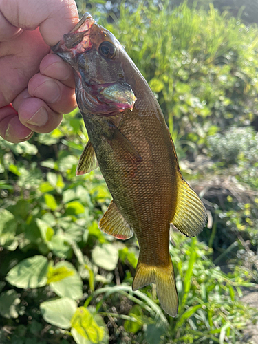 スモールマウスバスの釣果