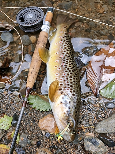 ブラウントラウトの釣果