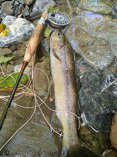 ブラウントラウトの釣果