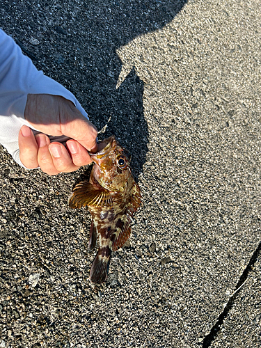 カサゴの釣果