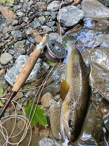 ブラウントラウトの釣果