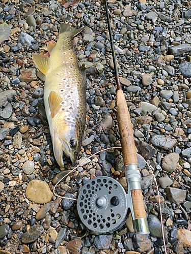 ブラウントラウトの釣果