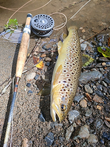 ブラウントラウトの釣果