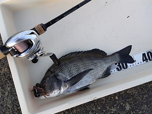 チヌの釣果