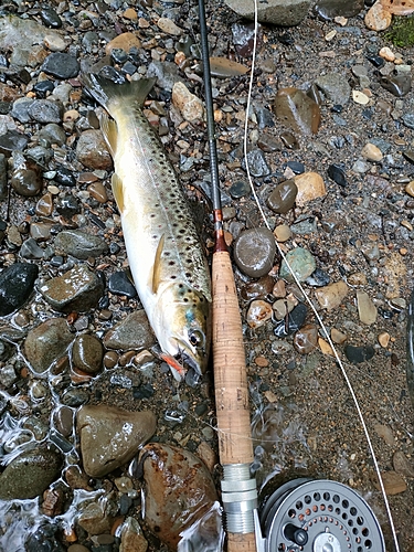 ブラウントラウトの釣果