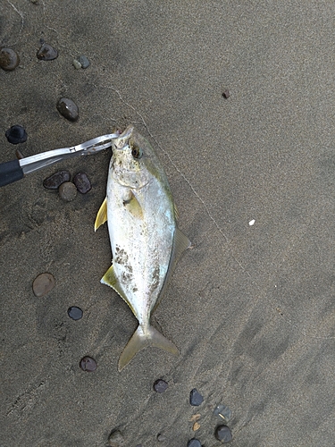 ショゴの釣果