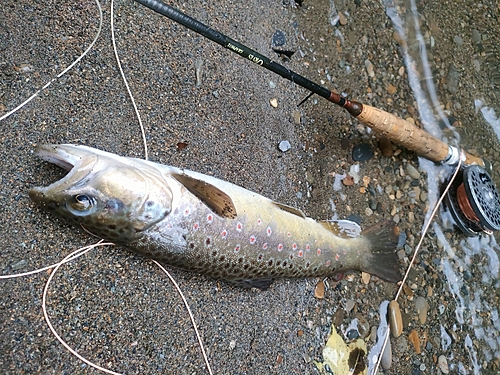 ブラウントラウトの釣果