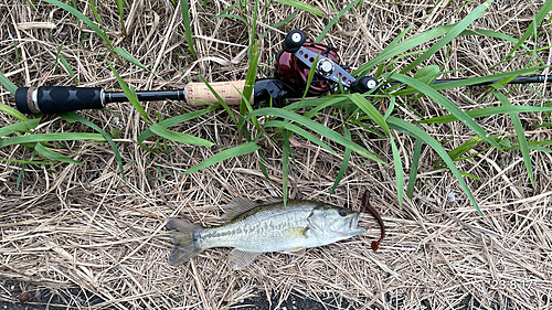 ラージマウスバスの釣果