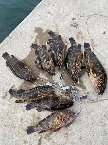 タケノコメバルの釣果