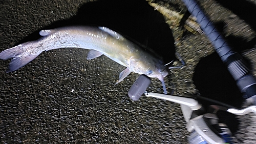 アメリカナマズの釣果