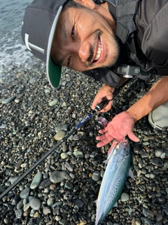 ソウダガツオの釣果