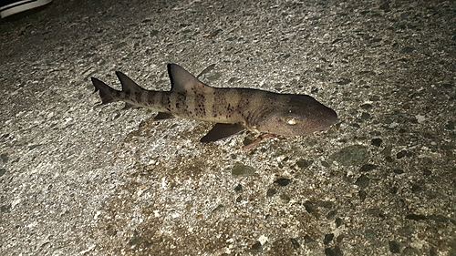 ドチザメの釣果