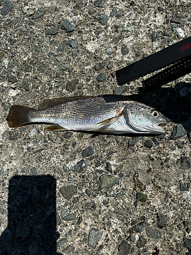 シログチの釣果