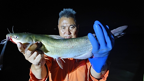 アメリカナマズの釣果