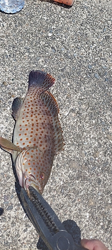 オオモンハタの釣果