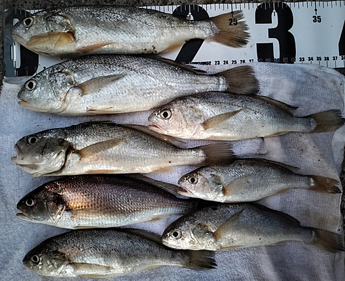 イシモチの釣果